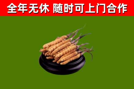 正镶白旗回收散虫草